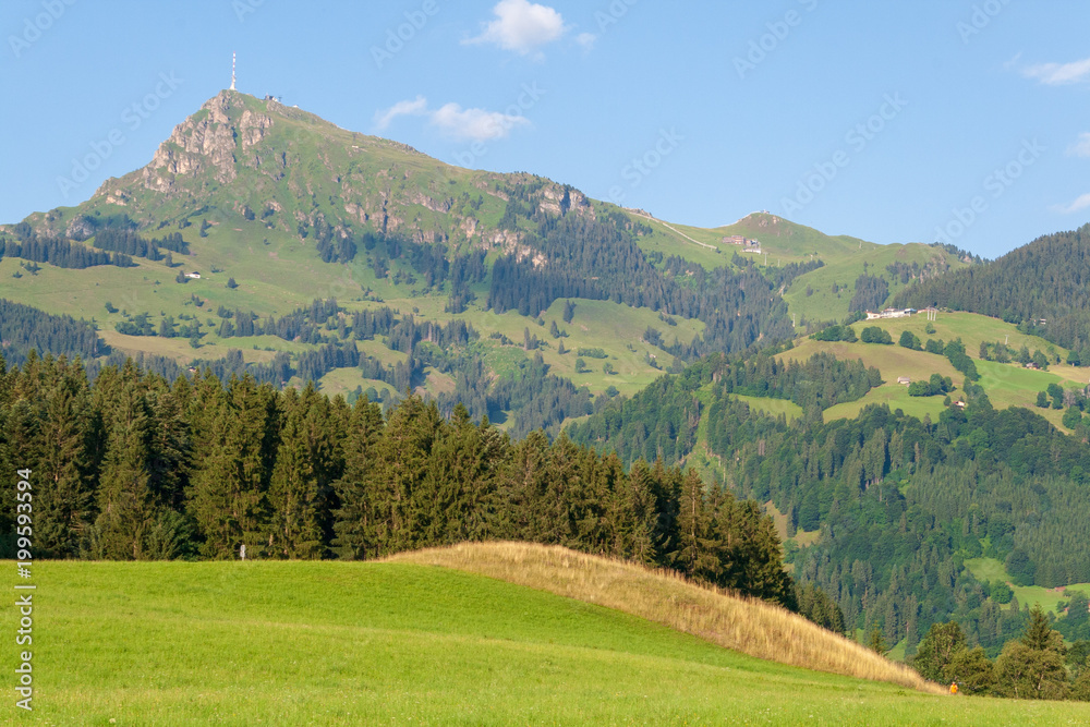 Wiese Wald Kitzbühler Horn