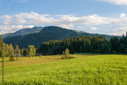 Wiese Wald Hügellandschaft