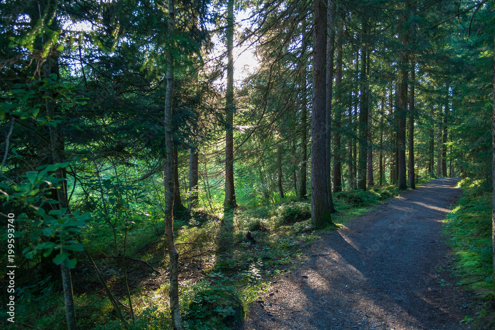 Obraz premium Wald mit Weg