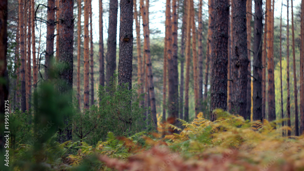 Fototapeta premium pine forest in the cold autumn