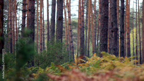pine forest in the cold autumn