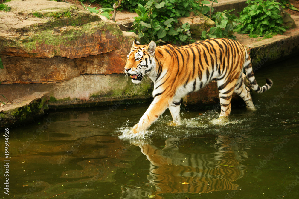 Fototapeta premium tygrys chodzący w wodzie