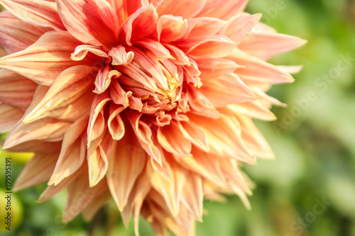 Fototapeta Naklejka Na Ścianę i Meble -  Double Orange Dahlia flower