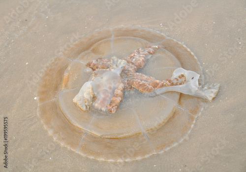 Jellyfish in the sea was danger for human.