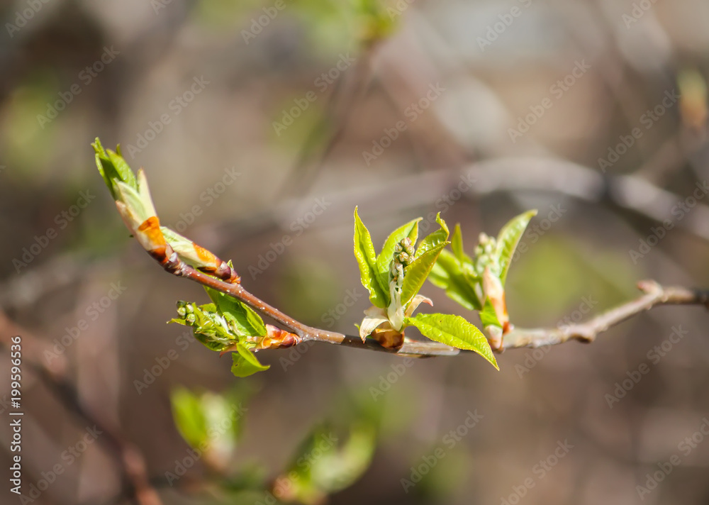 Green buds on tree branches in spring forest. Green buds on tree branches in spring forest.