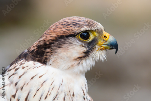 Close up portrait of the head of a peregrine saker hybrid falcon
