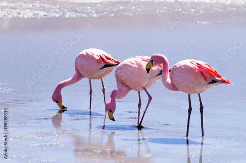 Laguna Hedionda flamingos  Bolivia