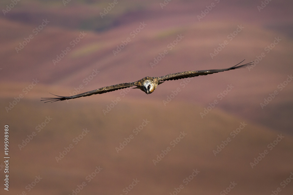 An adult bearded vulture glides on the hot air thermals high above the Drakensberg at Giant's Castle against a smooth pastel colored background. An adult bearded vulture glides on the hot air thermals high above the Drakensberg at Giant's Castle against a smooth pastel colored background.