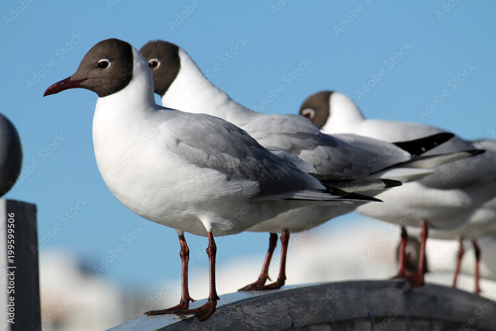 Black-headed gulls (Chroicocephalus ridibundus) in adult summer plumage Black-headed gulls (Chroicocephalus ridibundus) in adult summer plumage