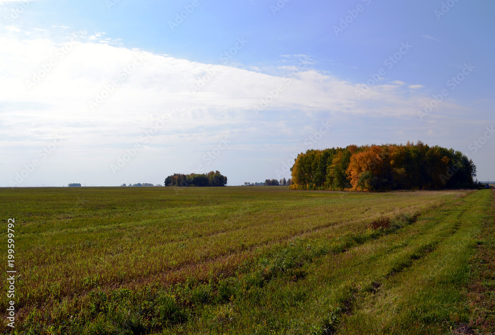 Naklejka premium Field with little forest