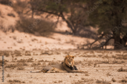A lone black maned male kalahari lion lies on the red sand of the dry and barren kalahari desert in the Kgalagadi Transfrontier Park, South Africa. The last light covers the scene in warm cloak. 