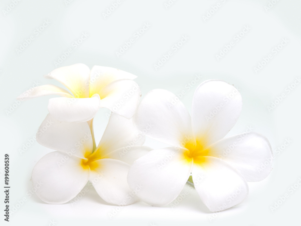 flowers frangipani (plumeria)