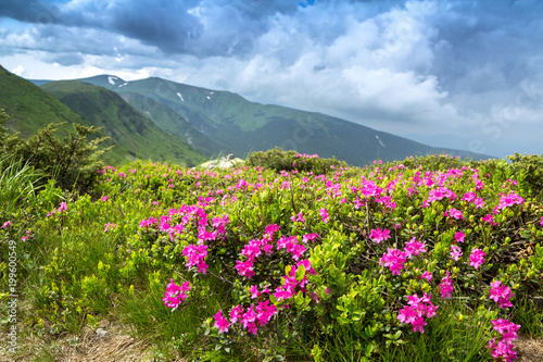 Blossoming pink rhododendron in the mountains  flowering valley on top of the ridge in Carpathian
