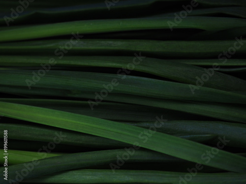 Fresh dark green onion background. Leek, chives close-up, macro. Edible, green vegetable of the plant allium cepa, amaryllidaceae. Culinary vegetable backdrop