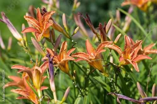 Many flowers of an orange daylily  Lat.Hemerocallis  in a natural environment  on a green background.