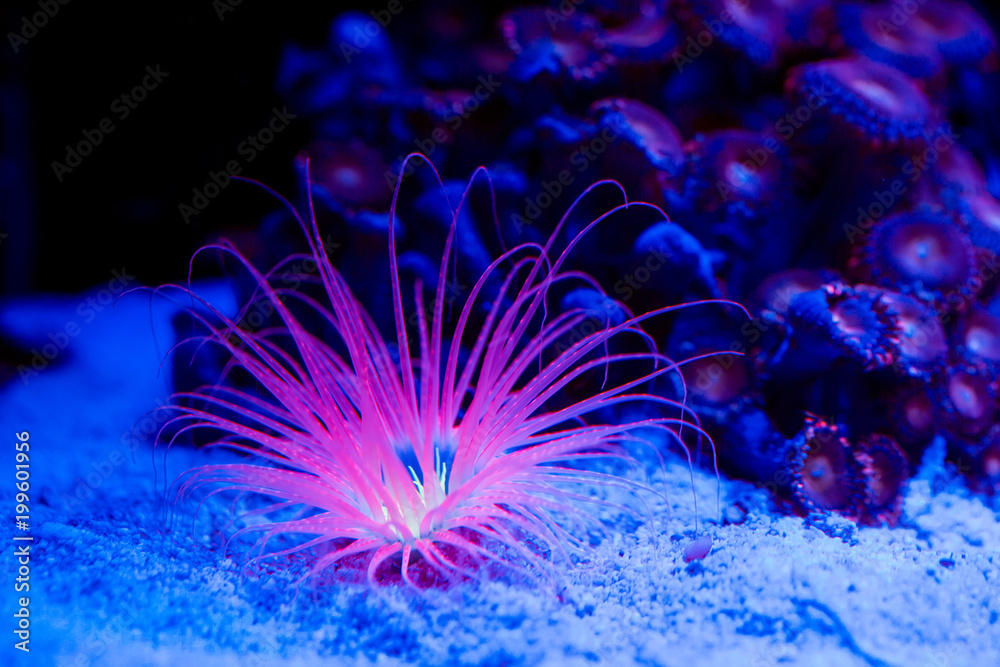 Fototapeta premium Anemones. Corals in a marine aquarium.