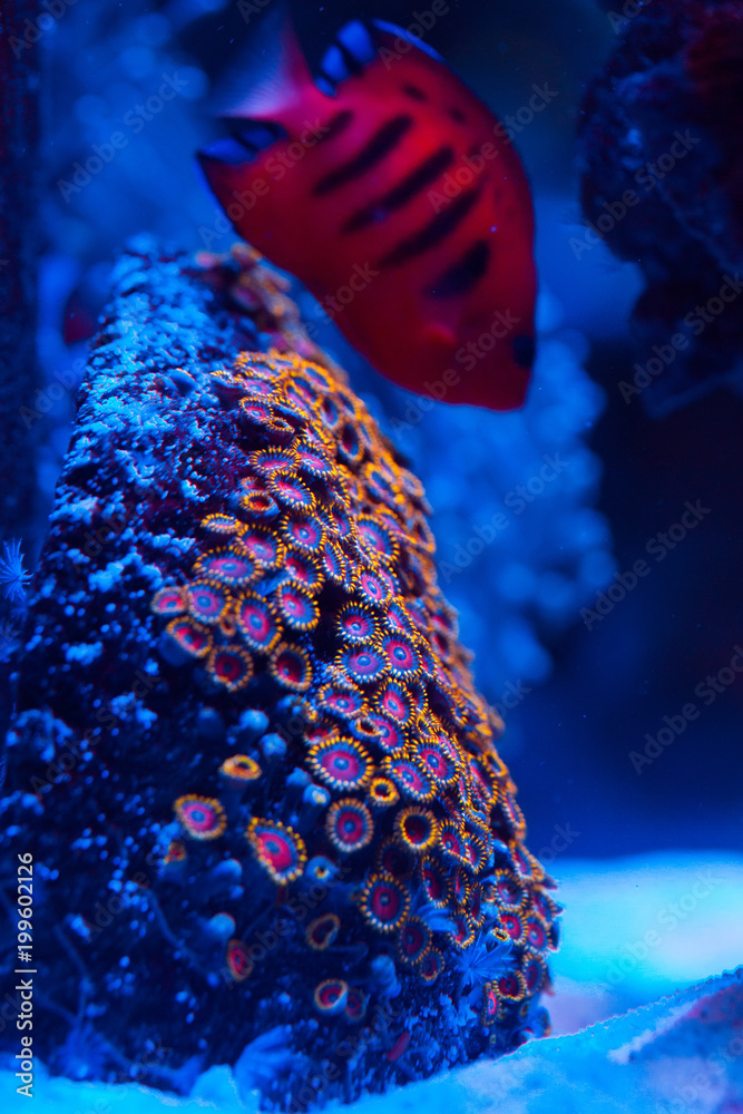 Obraz premium Corals in a marine aquarium.