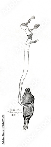 Teliospore of fungus Puccinia graminis (from Meyers Lexikon, 1896, 13/790/791) photo