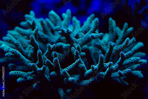 Corals in a marine aquarium. photo