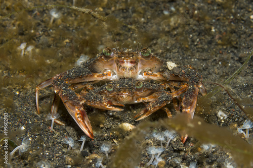 Paarende Schwimmkrabben