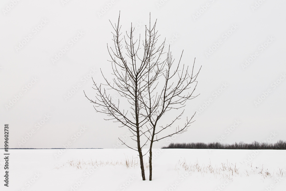 Fototapeta premium Lonely tree with fallen leaves, One in the field is not a warrior. Loneliness, very boring. winter depression
