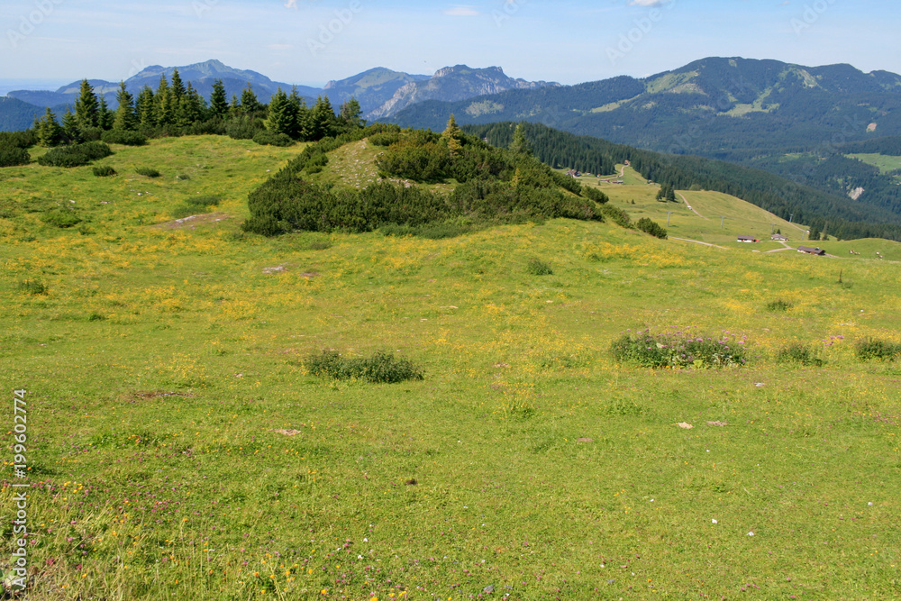 Fototapeta premium Almwiese mit Bäumen