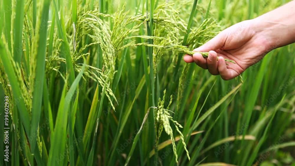 Rice field. Hand exploring the ready grain. Quality control closeup ...
