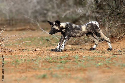 The African wild dog (Lycaon pictus), also known as African hunting or African painted dog, painted hunting dog or painted wolf,young dog separated from the pack.Puppy performs stretching.