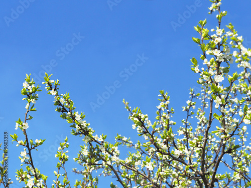 Springtime. Flowering orchard. Beautiful nature scene with blooming trees. Easter. Sunny day, spring flowers. White blossom, apple flowers on the blue sky background