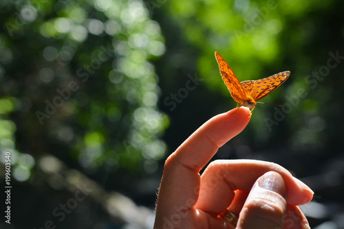 Canvas Print Butterfly on finger and a green background,Butterfly in the tropical forest