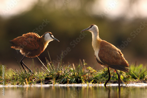 The African jacana (Actophilornis africanus) in the shallow lagoon. A pair of Jacana stand in shallow water. photo
