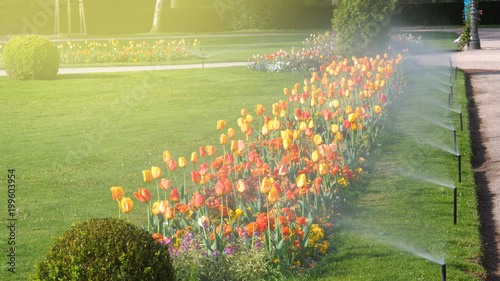 Smart garden automatic sprinkler irrigation system working early in the morning in green park - watering lawn and colourful flowers tulips narcissus and other types of spring flowers