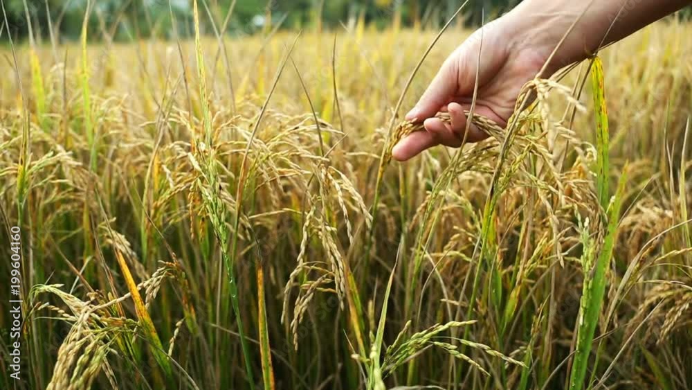 Rice field. Hand exploring the ready grain. Quality control closeup. Green growing rice. Healthy Vegetarian Food. Germination of rice at the Asian countries Rice field. Hand exploring the ready grain. Quality control closeup. Green growing rice. Healthy Vegetarian Food. Germination of rice at the Asian countries