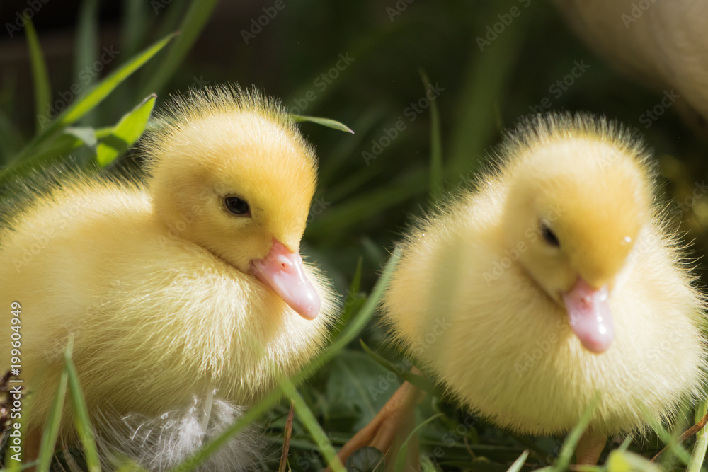 Yellow Baby Ducklings