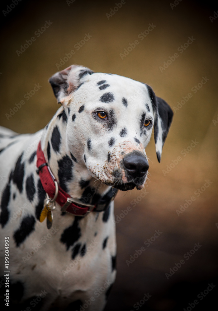 Muddy nosed Dalmatian