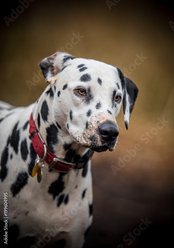 Muddy nosed Dalmatian © SAJ