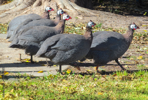 A flock of Guinea fowl on the farmyard in Texas.
Beautiful big grey birds with spots on feathers and red crests on heads.