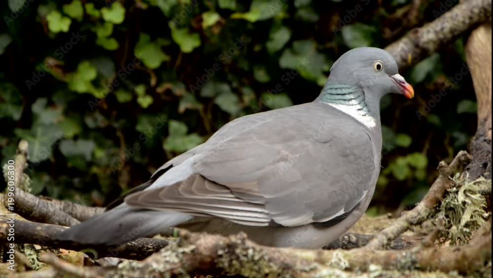 Common Wood Pigeon, Wood Pigeon, Columba palumbus Common Wood Pigeon, Wood Pigeon, Columba palumbus