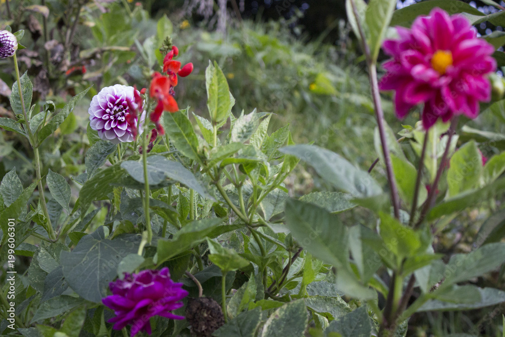 Obraz premium Crisantemos