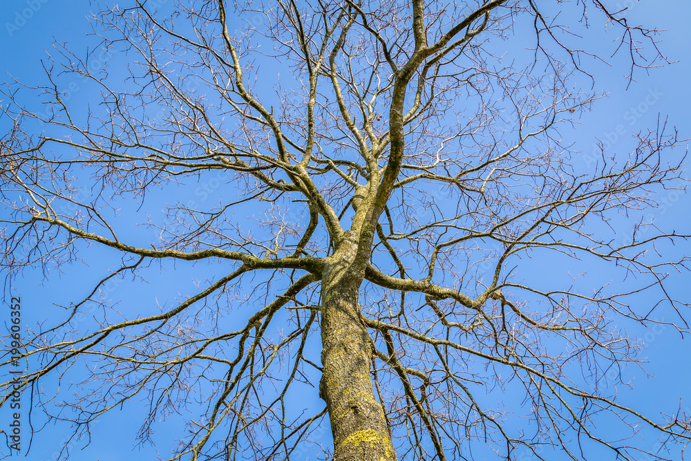 The complex structure of tre branches in front of a bluw sky as a metaphor form a complex social network The complex structure of tre branches in front of a bluw sky as a metaphor form a complex social network