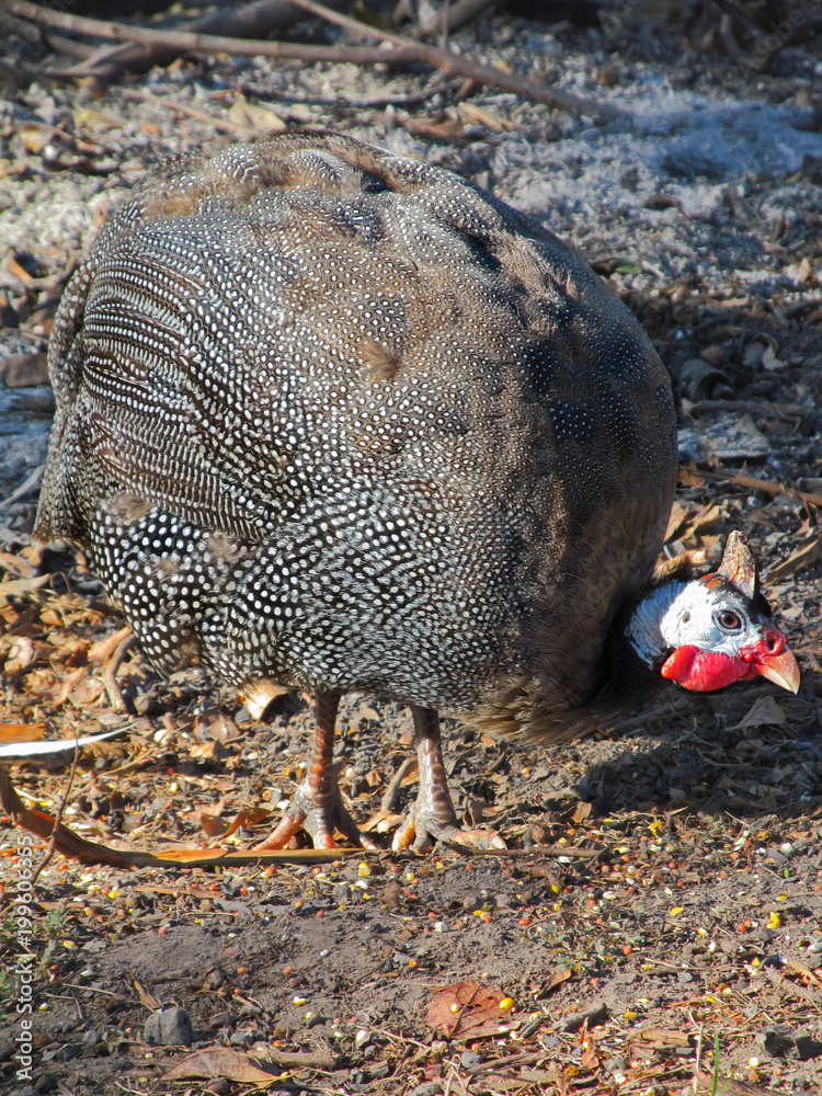 Guinea fowl on a farm courtyard in Texas.
Beautiful big grey birds with spots on feathers and red crests on heads are using now as decorative ranch pets and for obtaining dietary meat and eggs. Guinea fowl on a farm courtyard in Texas.
Beautiful big grey birds with spots on feathers and red crests on heads are using now as decorative ranch pets and for obtaining dietary meat and eggs.