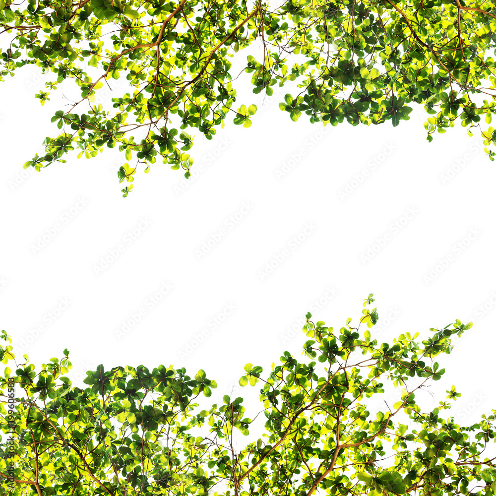 Green leaf border isolated on a white background