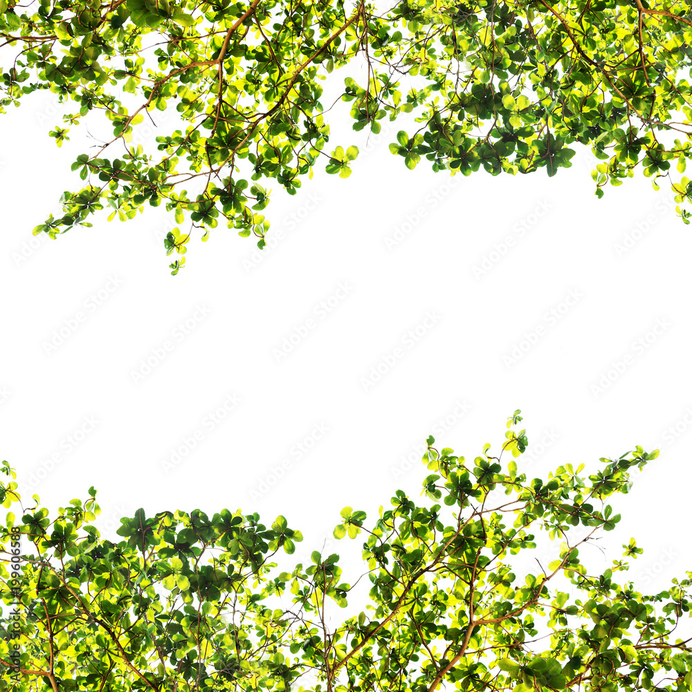 Green leaf border isolated on a white background Green leaf border isolated on a white background