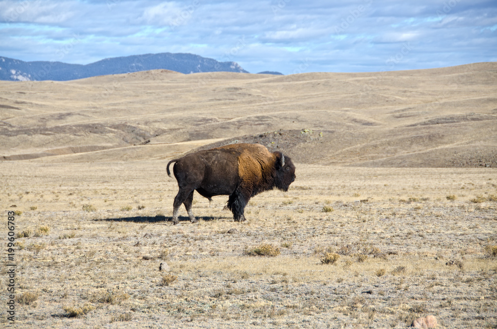 One Bison