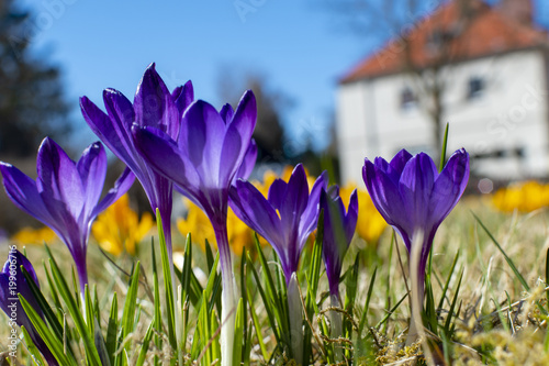 Fototapeta Naklejka Na Ścianę i Meble -  Purple and yellow blossoms of crocuses (Colchicum autumnale) on a meadow in the sunshine in front of a blurred house.