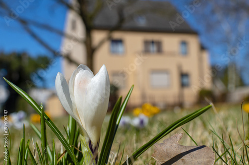 Fototapeta Naklejka Na Ścianę i Meble -  A white blossom of a crocus (Colchicum autumnale) on a meadow in the sunshine in front of a blurred house.