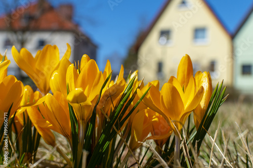 Fototapeta Naklejka Na Ścianę i Meble -  Yellow blossoms of crocuses (Colchicum autumnale) on a meadow in the sunshine in front of blurred houses.