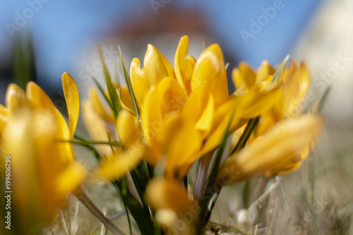 Fototapeta Naklejka Na Ścianę i Meble -  Intentionally blurred photo of crocus flowers (Colchicum autumnale) as an impression for the bright colors of spring.