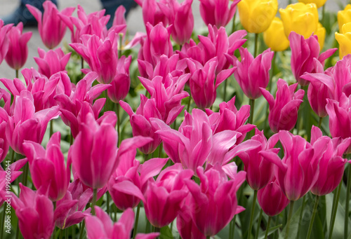 colorful botanical tulips flowers blooming in a garden photo