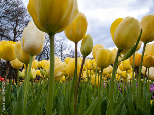 orange tulips flowers blooming in a garden photo